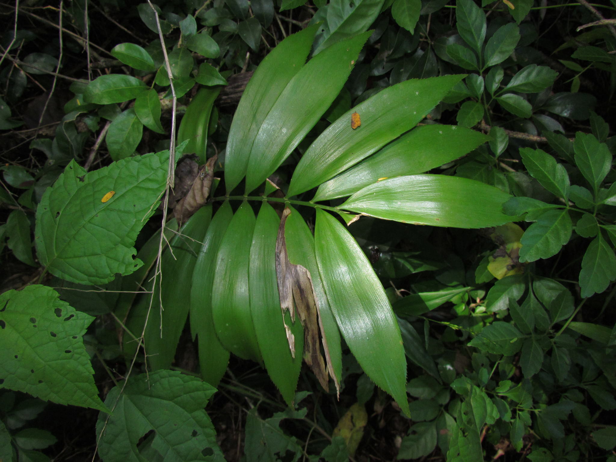 Zamia polymorpha 